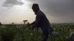 مزارع أفغاني يحصد عصارة الأفيون من حقل الخشخاش في منطقة زاري في مقاطعة قندهار في 9 أبريل/نيسان 2018