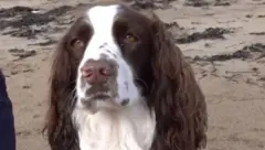 dog