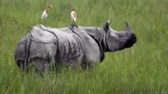 गैंडा