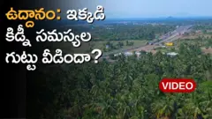 ఉద్దానం