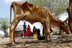 Maisha ya wafugaji Kenya, Somalia yalivyo hatarini ukame ukizidi kusambaa