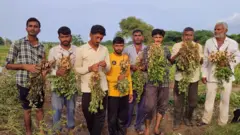 જુનાગઢ મગફળી અને કપાસનો પાક ધોવાયો