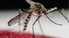 डेङ्गी सार्ने लामखुट्टे