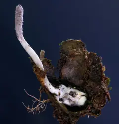 A imagem mostra um pequeno pedaço de solo ou madeira escura em decomposição, do qual surge um fungo branco. A base do fungo é arredondada e irregular, parecendo uma massa macia coberta de terra. De lá, cresce um caule fino e alongado, levemente curvado, com textura aveludada próxima à ponta. O fundo escuro realça o contraste entre o fungo claro e o material orgânico escuro ao redor.
