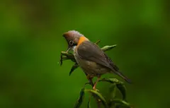 Un pajarito sobre la rama de un árbol.