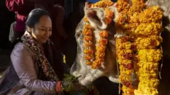 तिहारमा गाईको पूजा गरिँदै (फाइल तस्बिर)