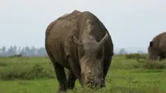 ఖడ్గమృగం