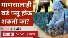बर्ड फ्लू, महाराष्ट्रा