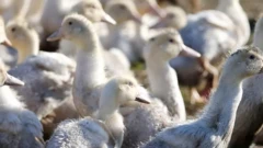 سرب من الطيور