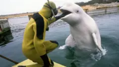 dolphins