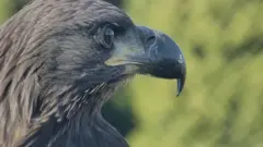 Tai inayesaidia Israel kupata raia wake waliouawa katika shambulio la Hamas