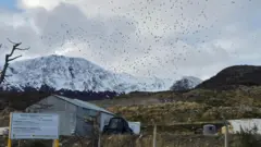 Um aterro sanitário com montanhas cobertas de neve ao fundo e um bando de pássaros voando sobre a área. Em primeiro plano, há uma placa com inscrições em espanhol e, atrás de uma cerca, uma cabana de chapa ondulada.