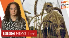 wheat crisis