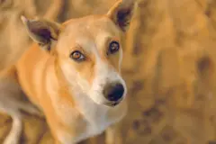 தெருநாய்கள் கொலை