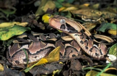 Àwòrán ejò tó ká, tó yọ orí sókè