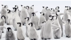 বাচ্চা পেঙ্গুইন