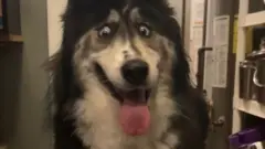 Husky