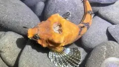 Риба з діркою в голові