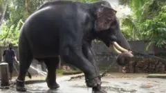 Слон на цепи