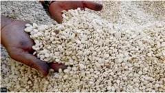 Kiniinii sammuu adochaa