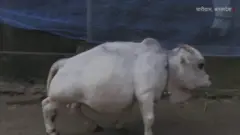 बौनी गाय