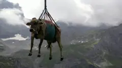 Полет коровы