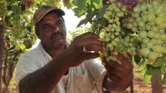 वाईन