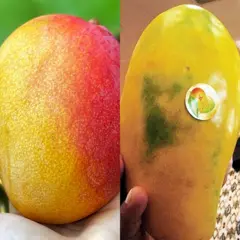 మామిడి పండ్లు