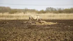 Cavalo magro procura pasto para se alimentar em um solo quase sem vegetação