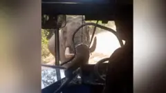 बसको सिसा फुटाएर सूँड छिराउँदै एउटा हात्ती
