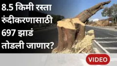 'ही झाडं तोडणं म्हणजे मरणाच्या दिशेनं वाटचाल,' 8.5 किलोमीटर रस्त्याच्या चौपदरीकरणासाठी 697 झाडं तोडण्याचं प्रकरण काय?