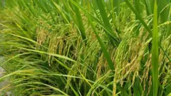 ব্রি ধান ১০৭