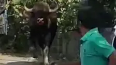 भैंसा