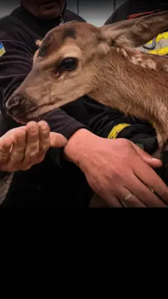оленя