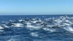 dolphins