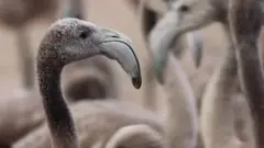 Flamingosi