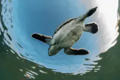 लॉगरहेड कछुआ