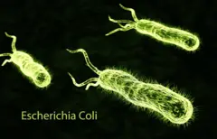 3 bacterías de E. coli