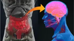 Interação entre intestino e cérebro tem relevância não apenas na regulação defunções gastrointestinais, mas também no humor e na tomada de decisões intuitivas.