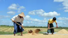 ရခိုင်လယ်သမားတွေ စပါးရိတ်သိမ်းချိန် အခက်တွေ့