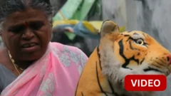 குரங்குகளால் நிம்மதியை இழந்த கிராமம் - பொம்மை புலியால் துரத்தும் மக்கள்