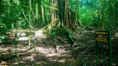 Señales indican los senderros que se pueden tomar para entrar en el Parque Nacional Corcovado frente a un gran tronco de árbol