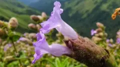 નીલકુરંજી