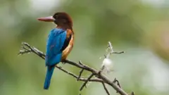 வேடந்தாங்கல் பறவைகள் சரணாலயம்