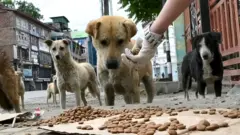 Stray dogs