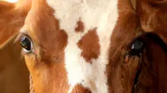 गाई