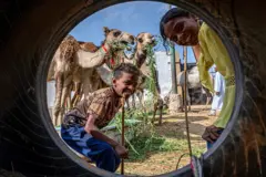 أطفال يقفون بجانب إبل، ويطلون من خلال ثقب إطار مستعمل في سوق برقاش للجمال على المشارف الشمالية الشرقية لمحافظة الجيزة في مصر