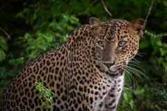 කොටි රජ දහනක් බවට පත් වූ විල්පත්තුව ජාතික වනෝද්‍යානයේ ඉතිහාසය සහ වනසතුන් සොයා ගිය ගමන මේ වීඩියෝවේ අන්තර්ගත වේ.