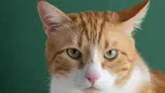 gato laranja