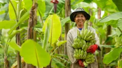 Flora Carita: Pisang